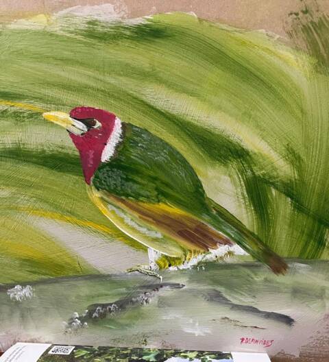 Pajaro cabeza roja amazonia