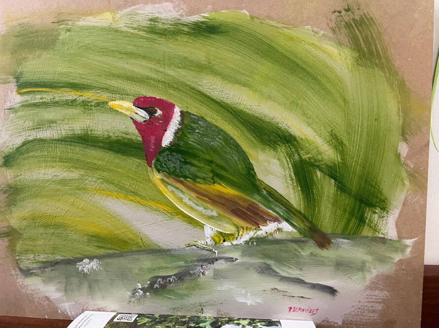 Pajaro cabeza roja amazonia